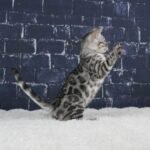 Syzygy_Week-10_DSC05289