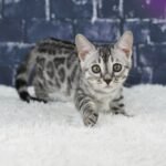 Syzygy_Week-10_DSC05390