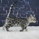 Syzygy_Week-10_DSC05397