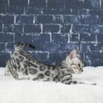 Syzygy_Week-10_DSC05738