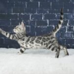 Syzygy_Week-10_DSC05749