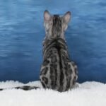 Syzygy_Week-11_DSC06436