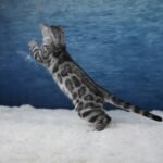 Syzygy_Week-11_DSC06450