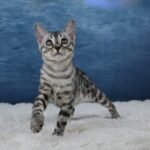 Syzygy_Week-11_DSC06477