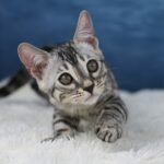 Syzygy_Week-11_DSC06480