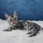 Syzygy_Week-11_DSC06566