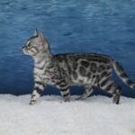 Syzygy_Week-11_DSC06582