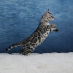 Syzygy_Week-11_DSC06604