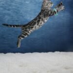 Syzygy_Week-11_DSC06605