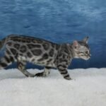 Syzygy_Week-11_DSC06679