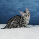 Syzygy_Week-11_DSC06715