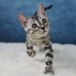 Syzygy_Week-11_DSC06717