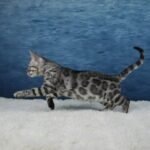 Syzygy_Week-11_DSC06724