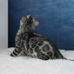 Syzygy_Week-11_DSC06728