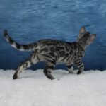 Syzygy_Week-11_DSC06751