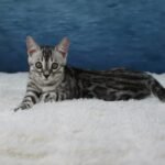 Syzygy_Week-11_DSC06774