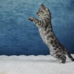 Syzygy_Week-11_DSC06962