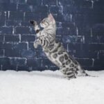 Syzygy_Week-12_DSC08785