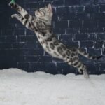 Syzygy_Week-12_DSC08869