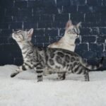 Syzygy_Week-12_DSC08911