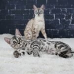 Syzygy_Week-12_DSC08954