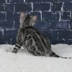 Syzygy_Week-12_DSC09066