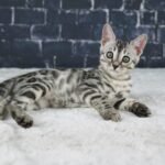 Syzygy_Week-8_DSC09568