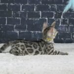 Syzygy_Week-8_DSC09604