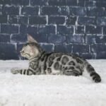 Syzygy_Week-8_DSC09623