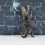 Syzygy_Week-8_DSC09673