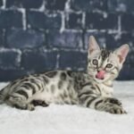 Syzygy_Week-8_DSC09787