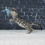 Syzygy_Week-8_DSC09812