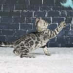 Syzygy_Week-8_DSC09884