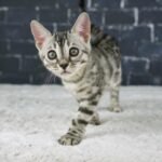 Syzygy_Week-8_DSC09905