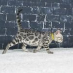 Syzygy_Week-8_DSC09956