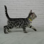 Syzygy_Week-9_DSC01409