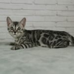 Syzygy_Week-9_DSC01557