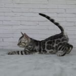 Syzygy_Week-9_DSC01605