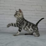 Syzygy_Week-9_DSC01703