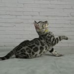 Syzygy_Week-9_DSC01723