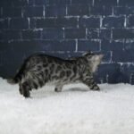 Umbra_Week-10_DSC04265