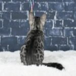 Umbra_Week-10_DSC04279
