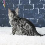 Umbra_Week-10_DSC04597