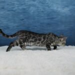 Umbra_Week-11_DSC07295