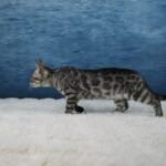 Umbra_Week-11_DSC07302