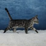 Umbra_Week-11_DSC07339