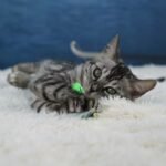 Umbra_Week-11_DSC07355