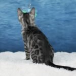 Umbra_Week-11_DSC07369