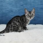 Umbra_Week-11_DSC07394
