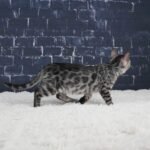 Umbra_Week-12_DSC00171